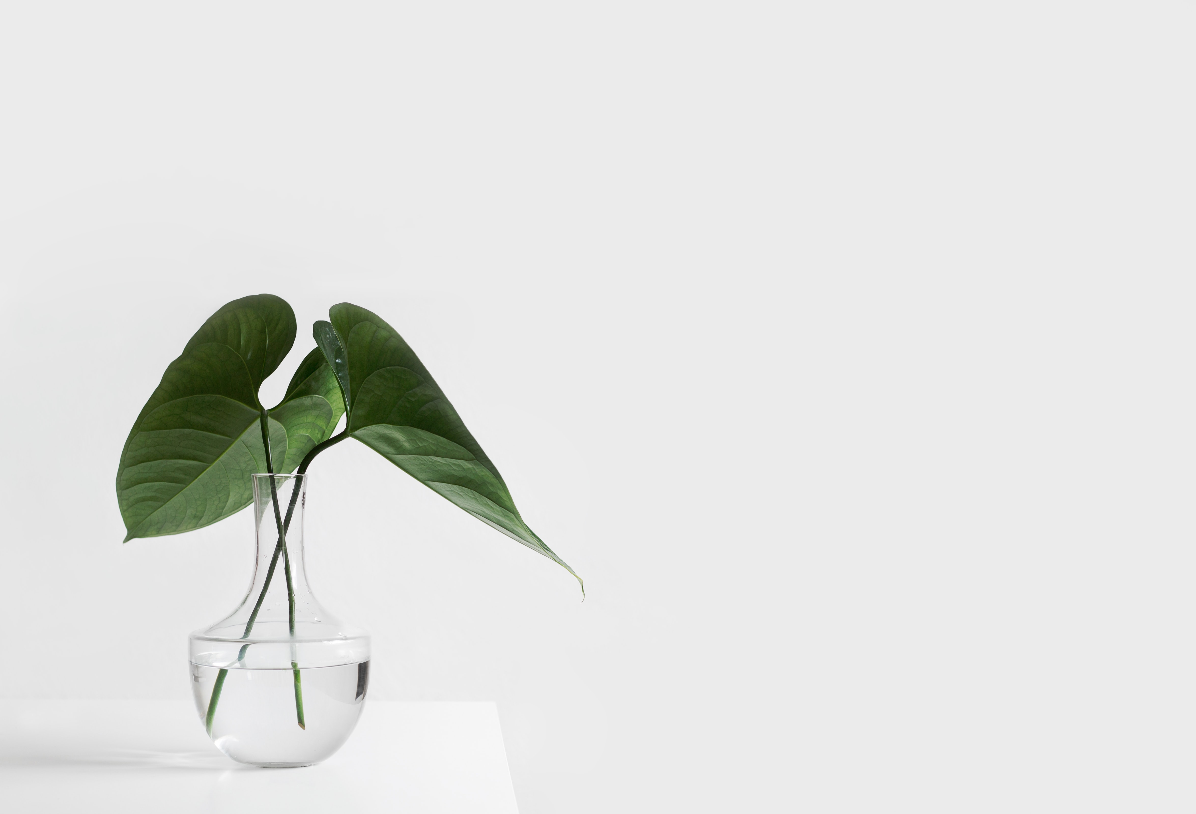A green plant in a calm, nurturing environment