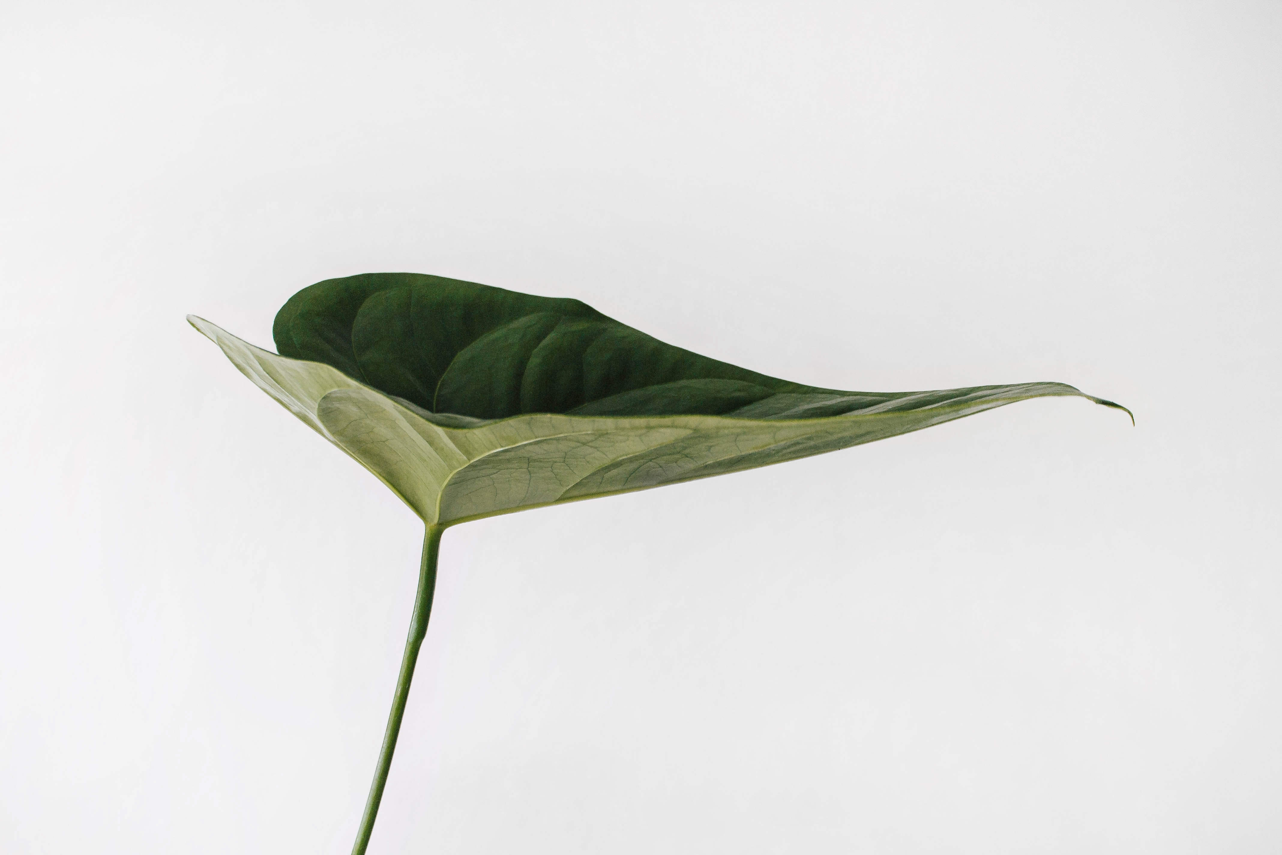 A plant growing in soft natural light
